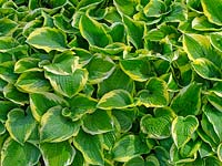 Hosta 'Shade Fanfare' - May Norfolk