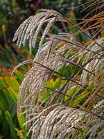  Miscanthus sinensis 'Kaskade' , September