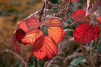 Rubus fruticosus - Close up of leaves