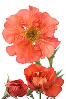 Geum  'Flames of Passion'  