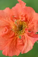 Geum  'Flames of Passion'  