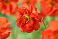 Geum 'Flames of Passion'  