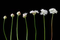 Allium amplectens 'Graceful Beauty' - Ornamental or Narrowleaf Onion  -flowers at different stages of opening 