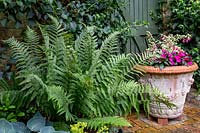 Shade-tolerant plants in border next to wall, Dryopteris with large terracotta container with bedding