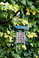 Juvenile Blue Tit - Cyanistes caeruleus- feeding on Cage style feeder with fat and seed block