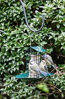 Three juvenile Cyanistes caeruleus - Blue Tit - feeding on metal feeder containing a fat and seed block