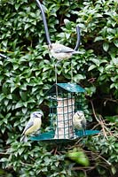 Three Juvenile Blue Tits - Cyanistes caeruleus- feeding on Cage style feeder with fat and seed block