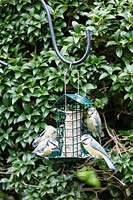 Four Juvenile Blue Tits - Cyanistes caeruleus- feeding on Cage style feeder with fat and seed block