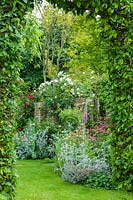 View of town garden through hornbean arch. Roses, foxgloves, Senecio cineraria. 