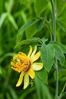 Passiflora cirrhiflora - Passionflower