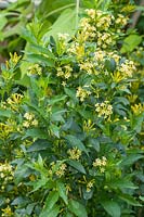 Cestrum parqui - Willow-leaved jessamine