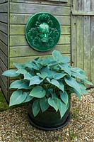 Hosta in glazed terracotta container beside garden shed with green spirit wall plague.