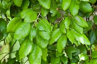 Quercus suber - Cork Oak - foliage