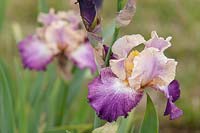 Tall Bearded Iris 'Motylek' 