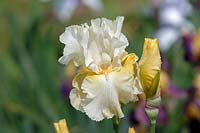 Iris germanica 'Southern Comfort' - Tall Bearded Iris 'Southern Comfort' Hinkle, 1965 