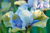 Iris pupila 'Hocus Pocus' - Dwarf Bearded Iris  'Hocus Pocus'