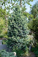 Abies lasiocarpa 'Compacta Glauca'