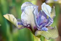 Iris 'Hocus Pocus'