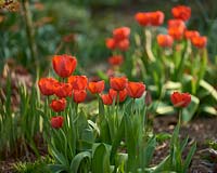 Tulipa 'Apeldoorn'