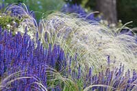 Mixed spring border with Salvia nemorosa blue 'Mainacht' and Stipa pennata 'Orphan maidenhair'