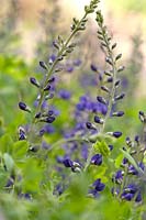 Baptisia australis - Blue False Indigo