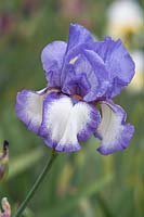 Tall Bearded Iris 'Kytice' 