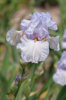 Tall Bearded Iris 'Ave Eva' 