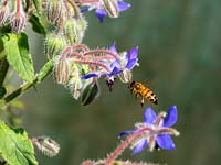 Borago officinalis - Borage - insect visiting flower