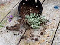 Semi-ripe cuttings of Lavandula - Lavender - one year after propagation, tipped out of pot to show root 