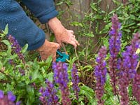 Cutting back Salvia nemorosa 'Caradonna' to promote new growth and second flush of flowers