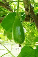 Lagenaria siceraria - Bottle Gourd or Lauki - fruit developing 