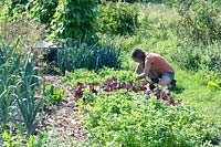 Woman keeling down to work on large vegetable garden 