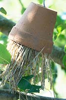 Terracotta pots with dried grass to catch earwigs.