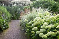 Mixed border with Miscanthus sinensis 'Variegatus' and Hydrangea arborescens 'Annabelle' in The White Garden, Loseley Park, Surrey, UK. 