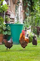 Chickens and rooster walking on grass in country garden