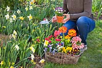 Woman filling gaps in spring border by planting out pot grown pansies, primroses, bellis and tulips.
