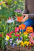 Woman filling gaps in spring border by planting out Pansies, Primroses, Bellis and Tulips.