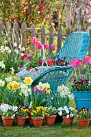 Potted spring flowers including daffodils, primroses, tulips, pansies and bellis surround wicker chair in garden.
