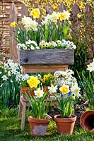 Potted spring flowers displayed on ladder, including daffodils, pansies and bellis.
