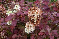 Hydrangea quercifolia Snowflake 'Brido' - Oak-Leaved Hydrangea 'Snowflake'