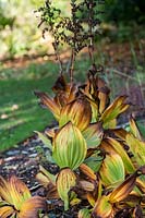 Veratrum album - Spent White false hellebore foliage in autumn