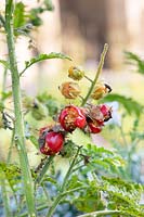 Solanum sisymbriifolium - Sticky nightshade fruit opening showing the seeds in autumn