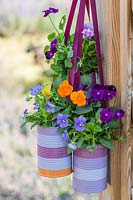 Bundle of decorated tin cans planted with Viola hanging from trellis. 