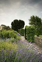 Hedera - Ivy - covered arbour on the raised walk, viewed from mixed border with Lavandula - Lavender 