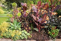 Border of vividly coloured perennials including Agave attenuata, Canna 'Durban', Dahlia 'Moonfire', Alchemilla mollis,  aeonium and Crocosmia 'Lucifer'