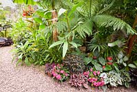 Begonias, impatiens and anthuriums at the feet of tree ferns, cannas and Tetrapanax papyrifer 'Rex'