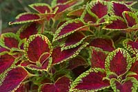 Colourful foliage of Solenostemon 'Winsome' - Coleus 