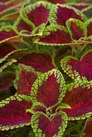 Colourful foliage of Solenostemon 'Winsome' - Coleus