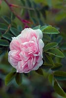 Rosa 'Stanwell Perpetual' syn. Rosa pimpinellifolia - Species Hybrid Rose - with morning dew