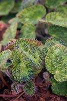 Begonia sizemoreae